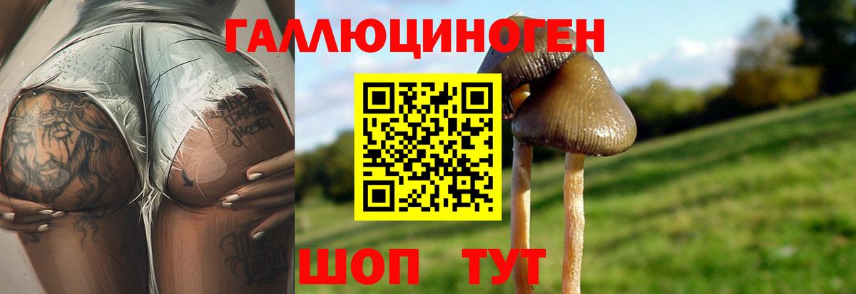 Псилоцибиновые грибы Cubensis Волжский